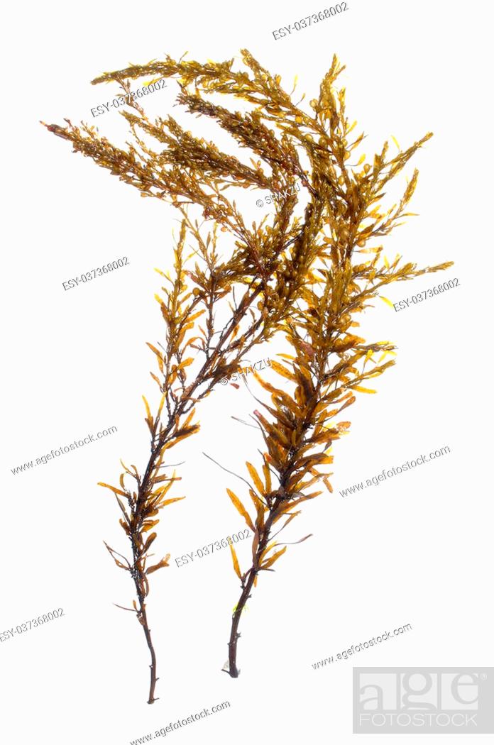 Stock Photo: Two branches of brown Japanese wireweed Sargassum muticum seaweed isolated on white.
