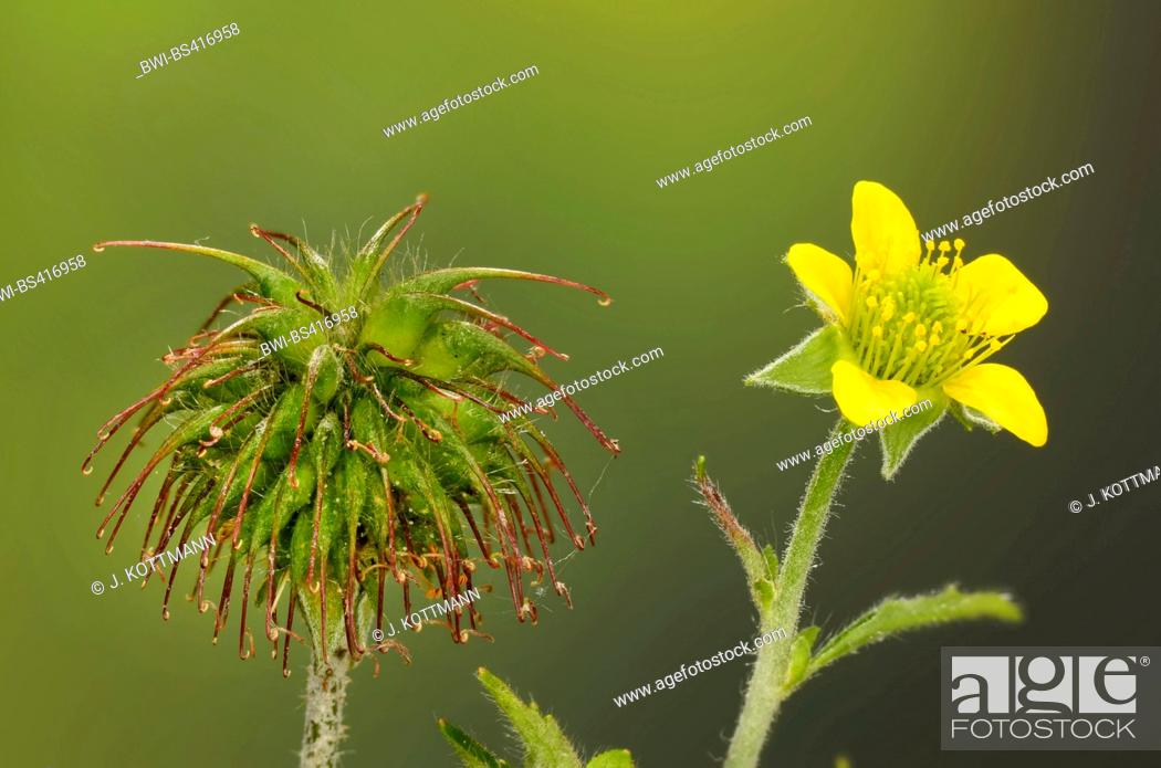 Common Avens Wood Avens Clover Root Geum Urbanum Flower And Fruit Germany Stock Photo Picture And Rights Managed Image Pic Bwi Bs416958 Agefotostock
