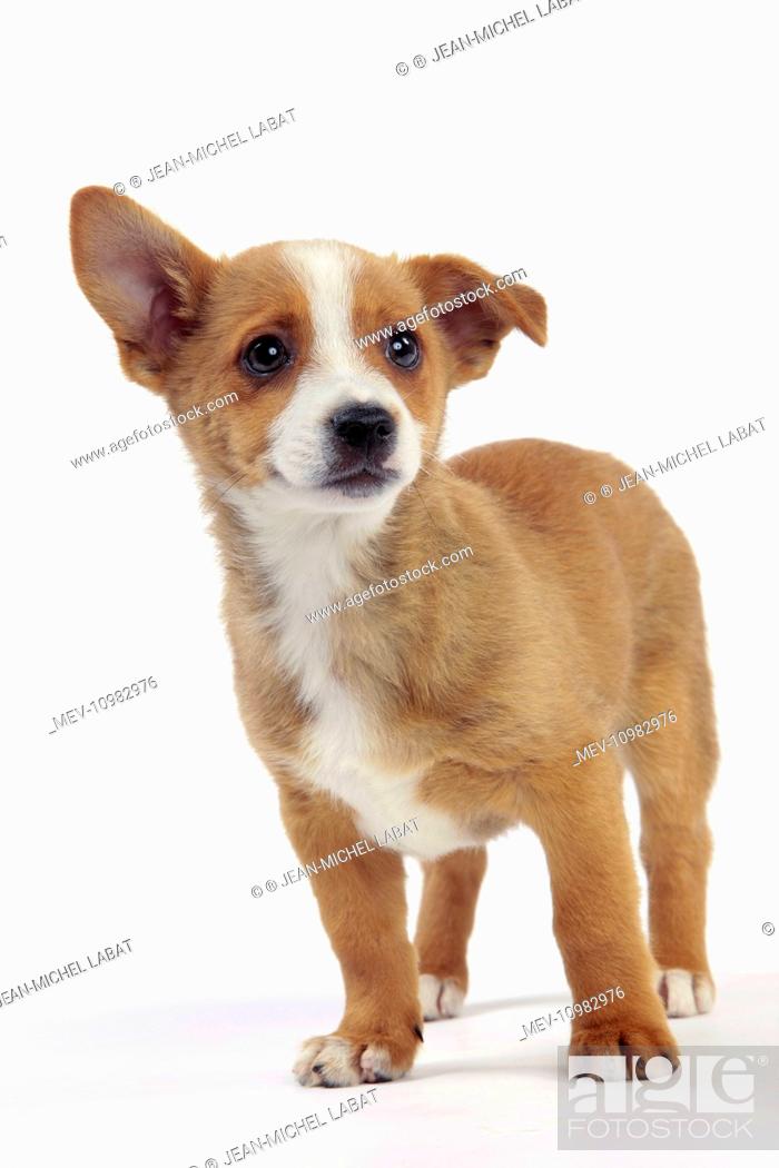 Dog Portuguese Podengo Puppy Stock Photo Picture And Rights Managed Image Pic Mev 10982976 Agefotostock