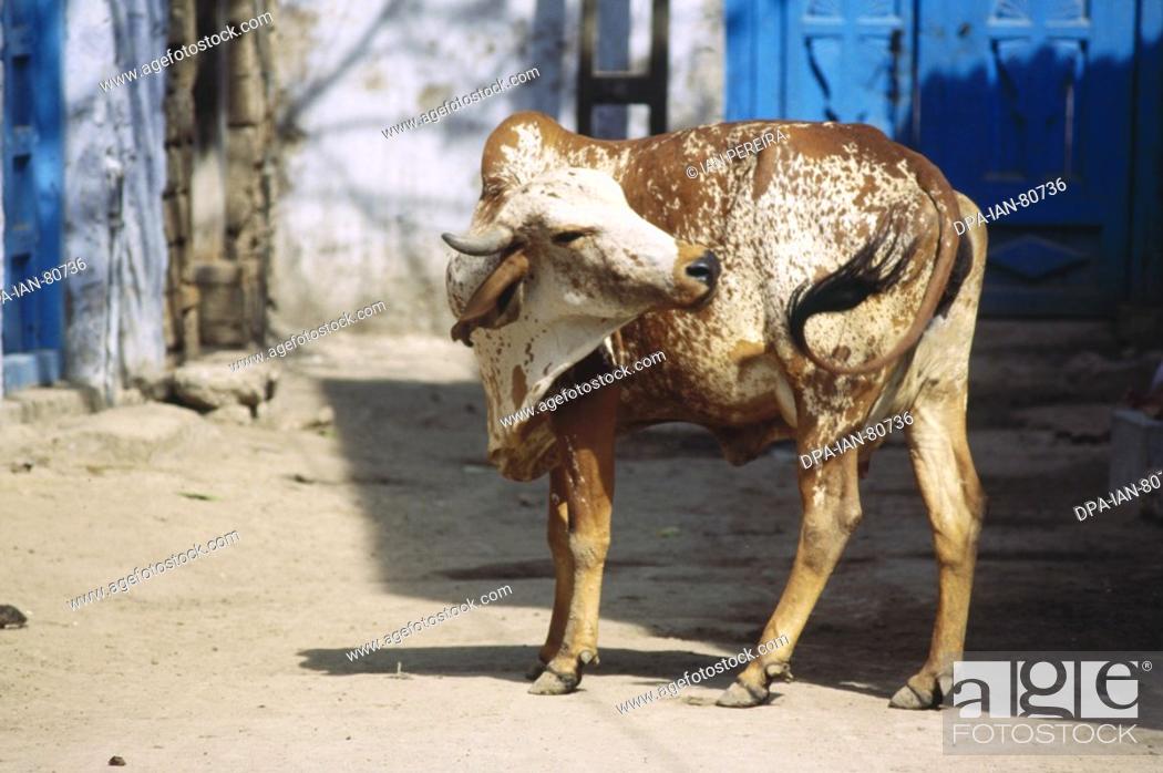 Cow , Dwarka , Uttar Pradesh , india, Stock Photo, Picture And Rights  Managed Image. Pic. DPA-IAN-80736 | agefotostock