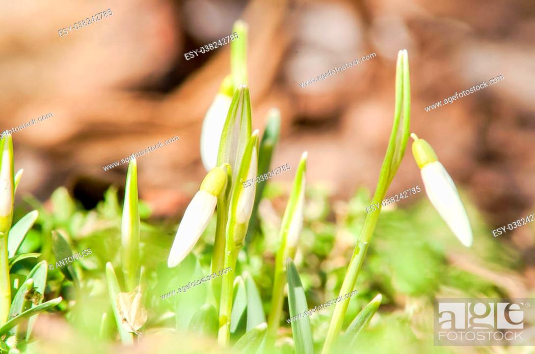 Stock Photo: spring flower primrose, snowdrop bud blooming in the sun.