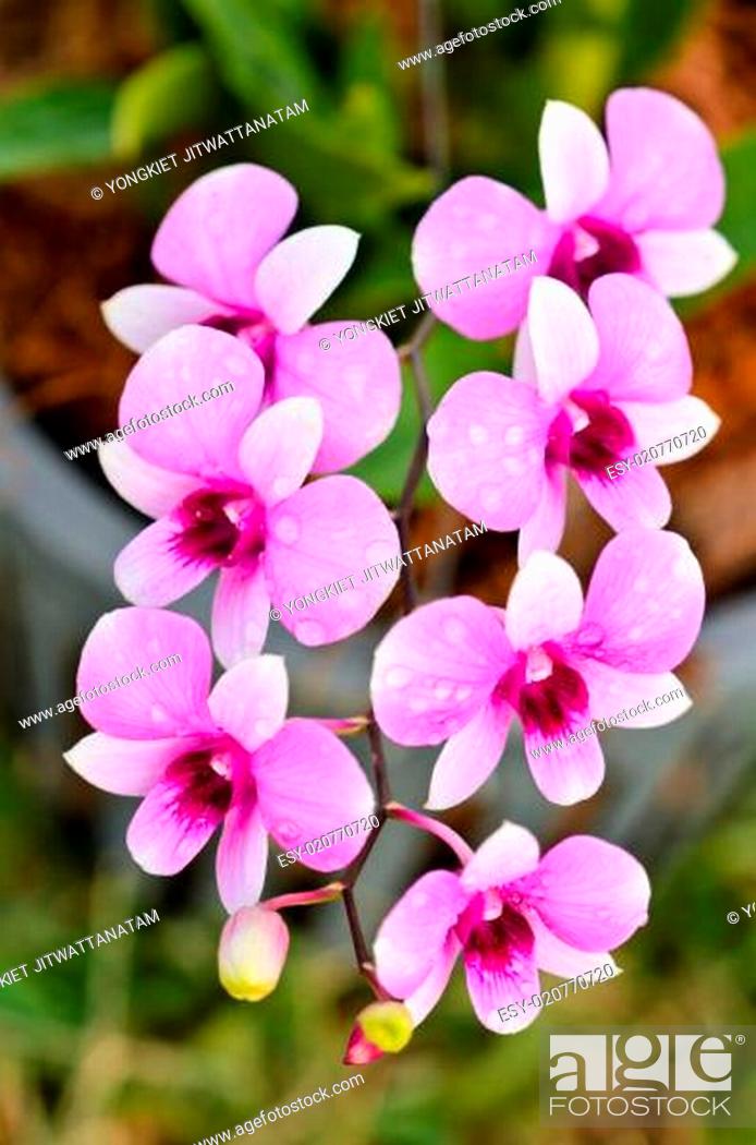 Stock Photo: Dendrobium orchid hybrids is white and pink stripes.