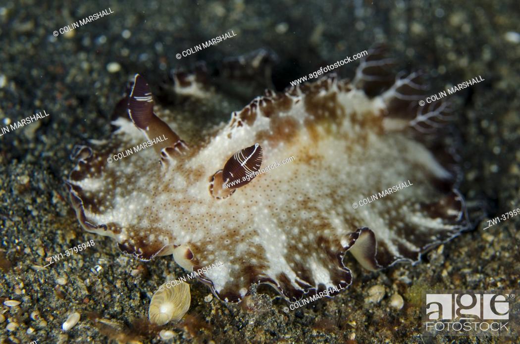 Stock Photo: Bohol Discodoris Nudibranch (Discodoris boholiensis), Aer Perang dive site, Lembeh Straits, Sulawesi, Indonesia.