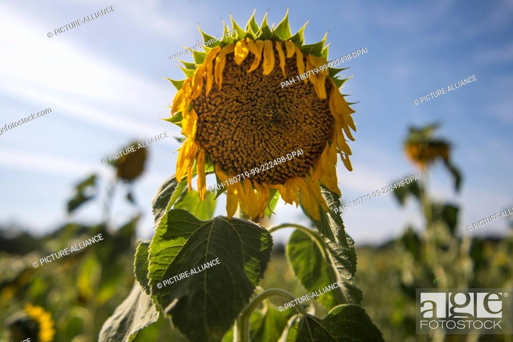 Photo de stock: 18 July 2018, Germany, Wildenhain: A dry sunflower in a field of the Agrarprodukte eG cattle raisers' group. There has been little rain for months in many parts.