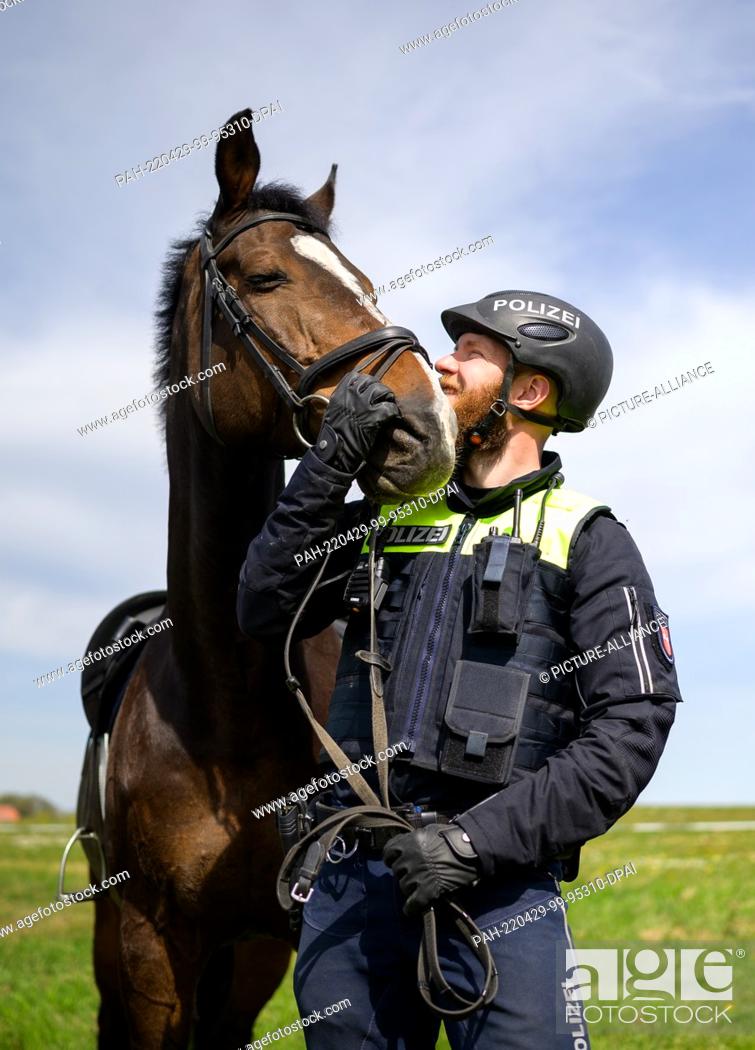 Stock Photo: 29 April 2022, Lower Saxony, Herrenhof: The police officer, Tjaard Kirschtowski strokes his service horse Herkules at a press event on the banks of the Elbe.