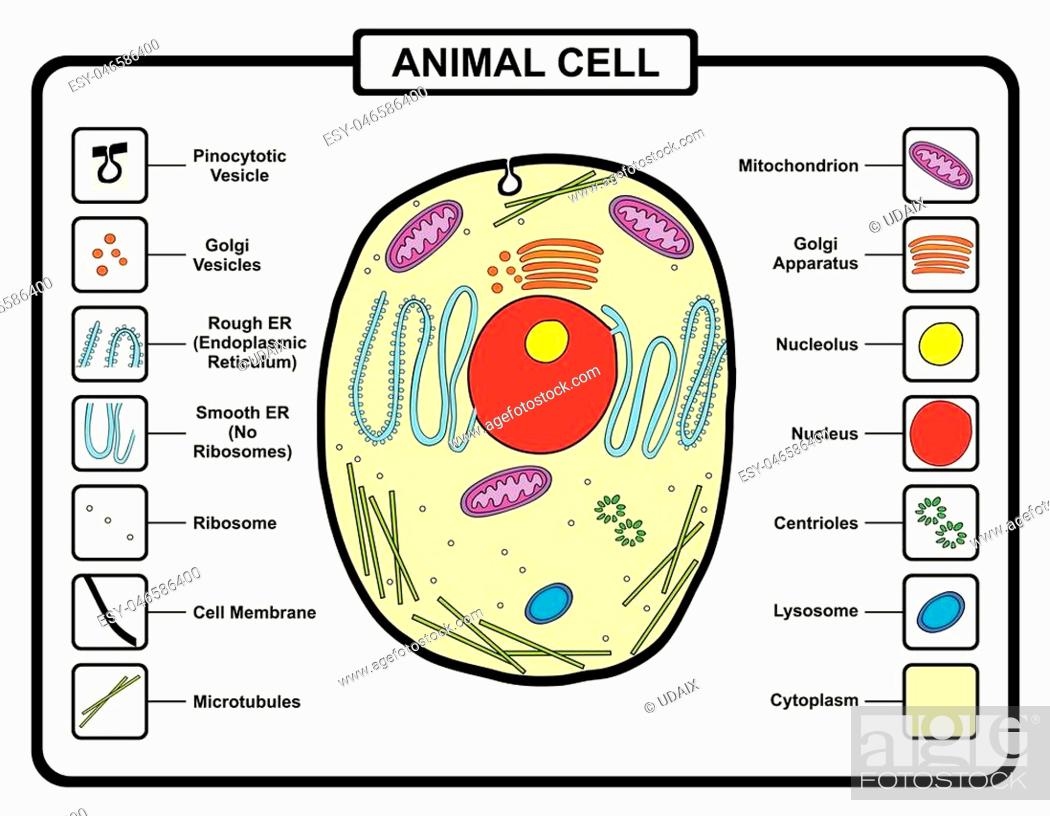 Animal Cell Structure Anatomy with all parts for biology science education,  Vecteur de Stock, Vecteur et Image Low Budget Royalty Free. Photo  ESY-046586400 | agefotostock