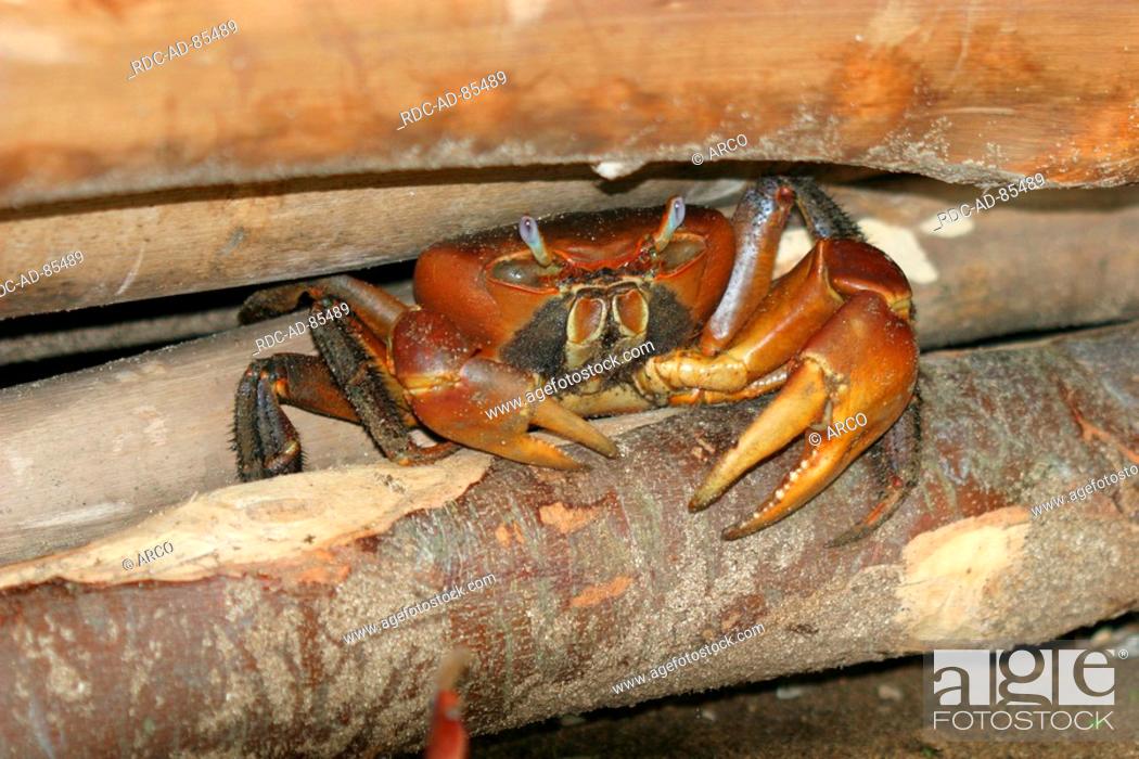 romanforfatter detaljeret dannelse Red Clawed Crab Sesarma bidens, Stock Photo, Picture And Rights Managed  Image. Pic. RDC-AD-85489 | agefotostock