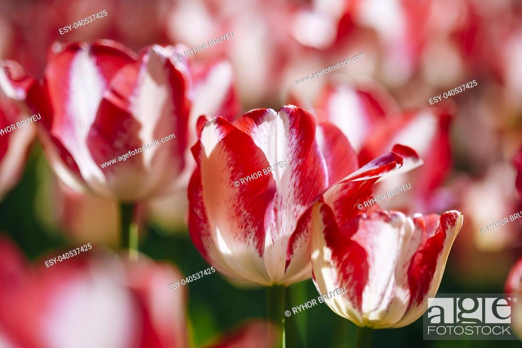 Stock Photo: White And Pink Flowers Tulips In Spring Garden Flower Bed.