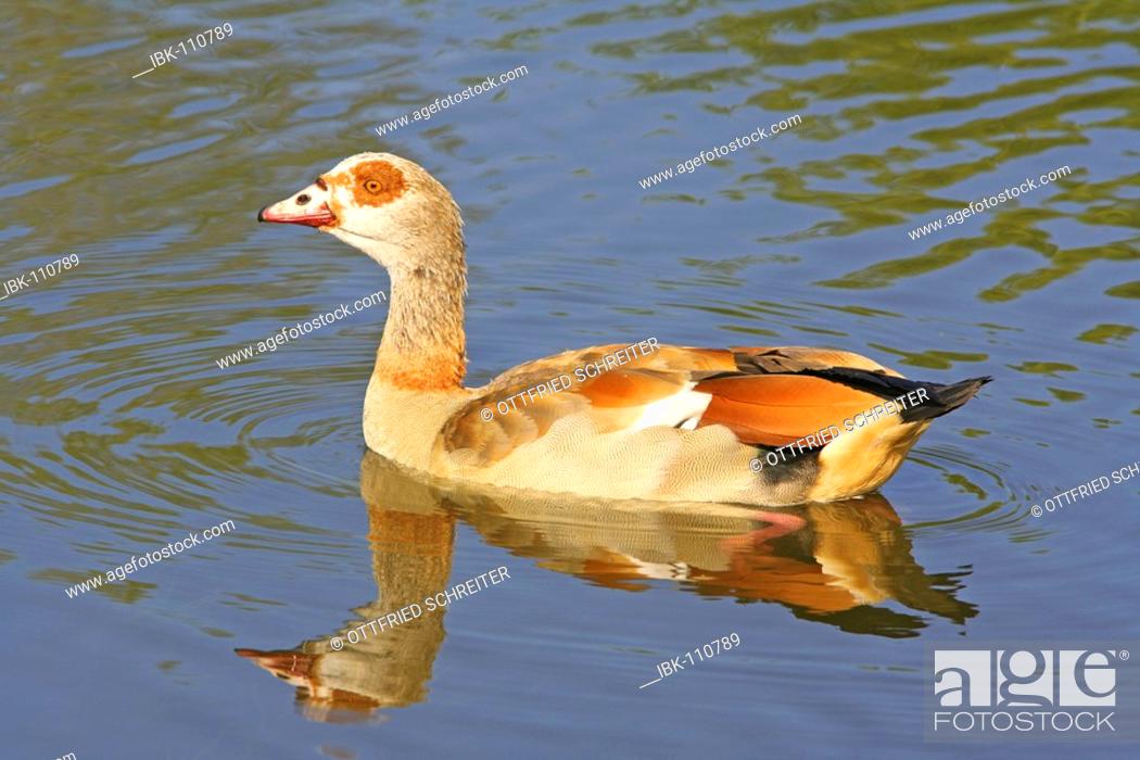 Stock Photo: Egyptian goose (Alopochen aegyptiacus).