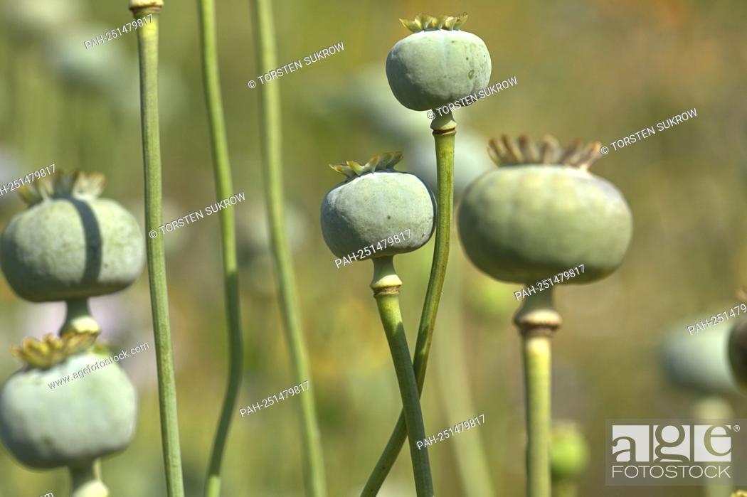 Stock Photo: Schleswig, the capsules of the opium poppy (Papaver somniferum) in a wildflower bed on a vacant private property. Eudicotyledons.