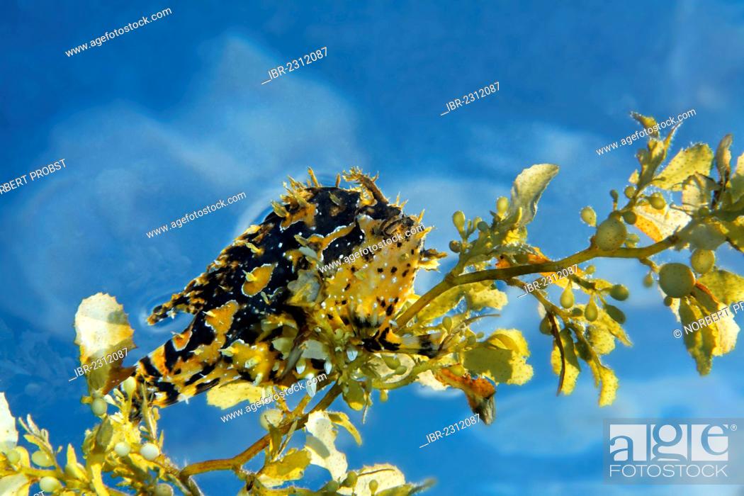 Stock Photo: Sargassumfish (Histrio histrio) on Japanese wireweed (Sargassum muticum), Great Barrier Reef, a UNESCO World Heritage Site, Queensland, Cairns, Australia.