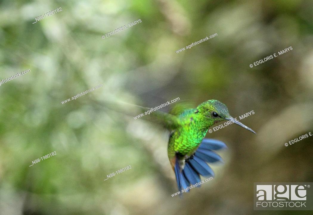 Stock Photo: Cooper-rumped Hummingbird in fligth, humid forest, Caracas, Venezuela.