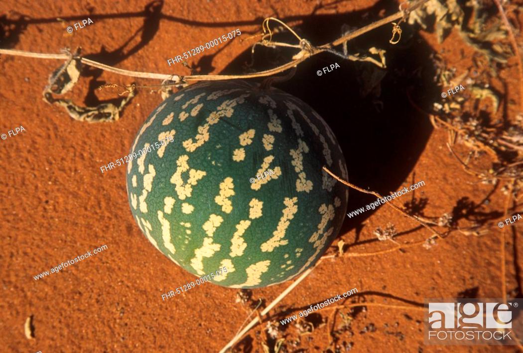 Tsama Melon Citrullus lanatus Fruit - Namib Desert, Stock Photo, Picture  And Rights Managed Image. Pic. FHR-51289-00015-075 | agefotostock