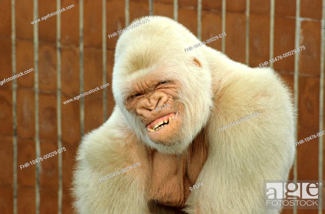Stock Photo: Western Lowland Gorilla Gorilla gorilla gorilla 'Snowflake', adult male, albino, Parc Zoologic de Barcelona.
