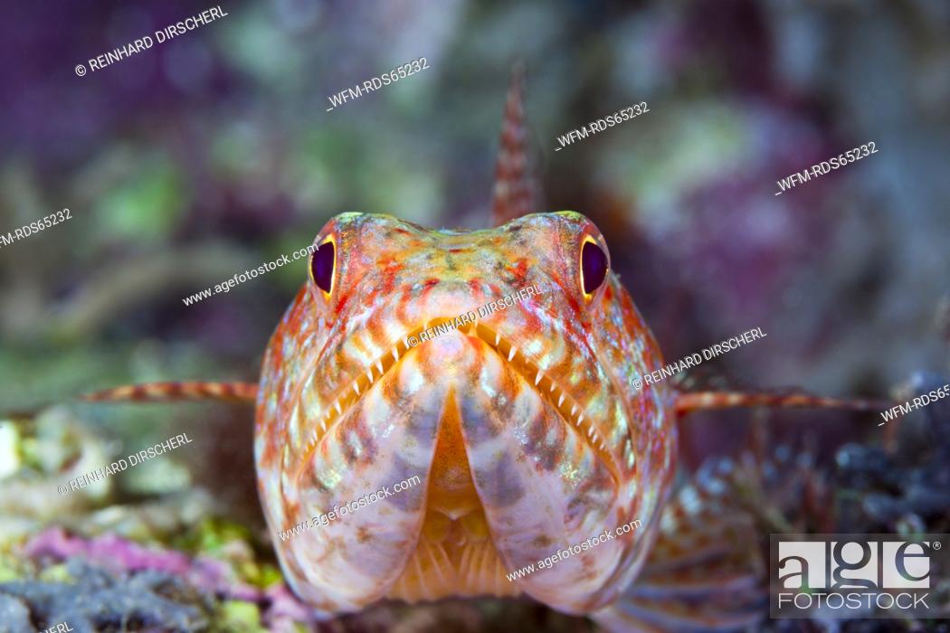 Stock Photo: Reef Lizardfish, Synodus variegatus, Marovo Lagoon, Solomon Islands.