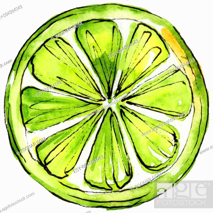 Stock Photo: Exotic citruses healthy food in a watercolor style isolated. Full name of the fruit: citruses. Aquarelle wild fruit for background, texture.