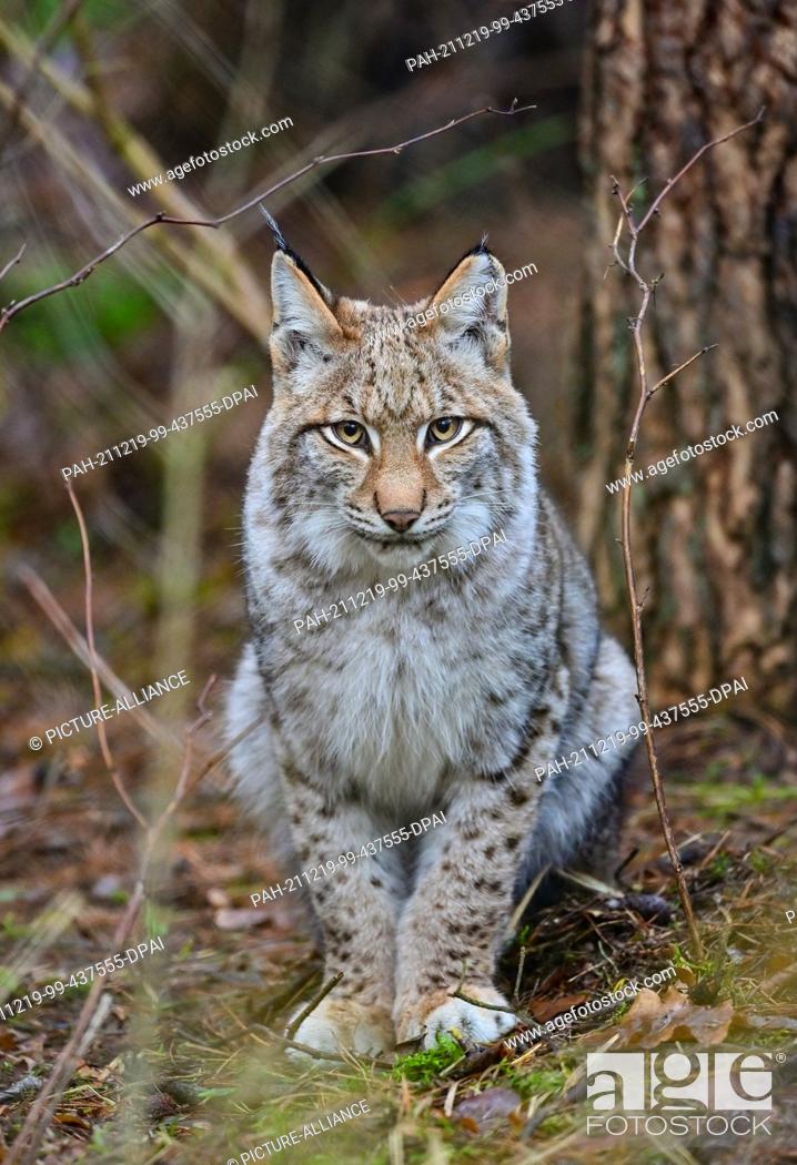 Photo de stock: 18 December 2021, Brandenburg, Groß Schönebeck: A six-month-old lynx is waiting to be fed in its enclosure at Schorfheide Wildlife Park.