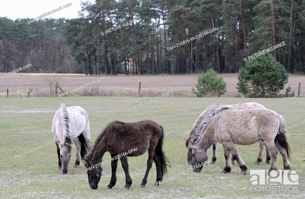 Stock Photo: 15 April 2021, Brandenburg, Schorfheide/Ot Groß Schönebeck: Konik horses graze in the Schorfheide Wildlife Park. In the park in the Schorfheide-Chorin biosphere.