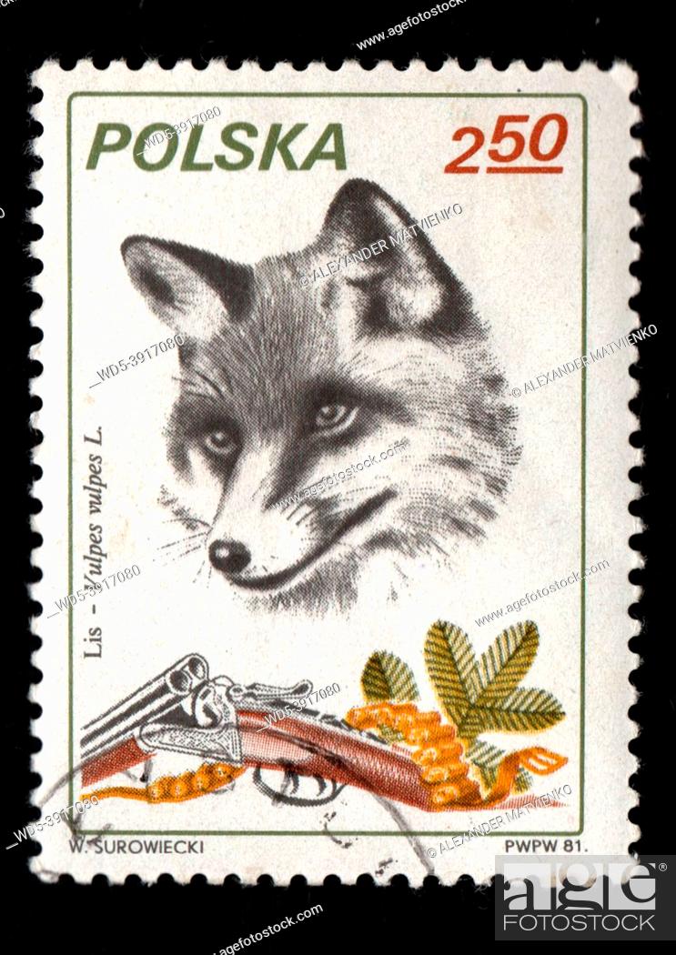 Stock Photo: Poland - CIRCA 1984: Stamp printed in Poland showing wild fox. Postal stamp about fox and hunting. Postal stamp about forest animal. Hunting.