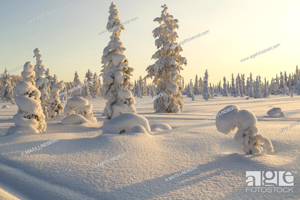 Photo de stock: Winter landscape with clear blue sky with snowy trees and warm light, Gällivare county, Swedish Lapland, Sweden.