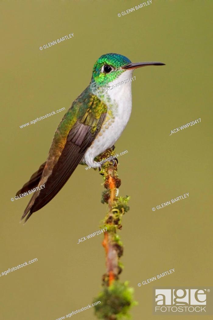 Imagen: Andean Emerald hummingbird Amazilia franciae perched on a branch in the Tandayapa Valley of Ecuador.