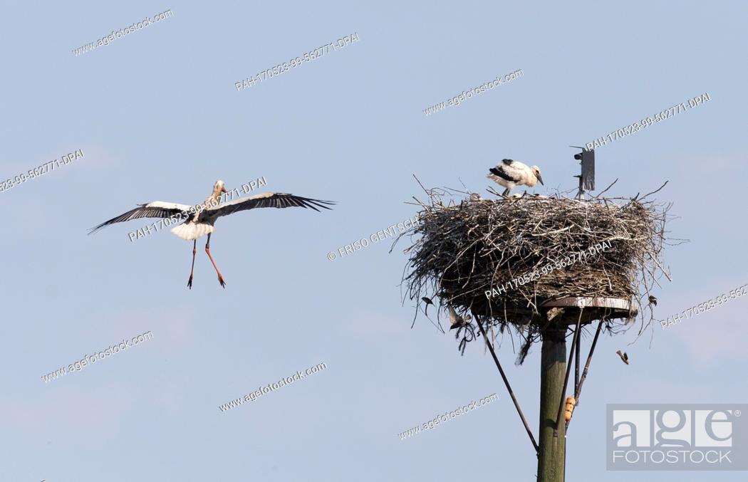 Stock Photo: A stork approaches his nest with his offspring at the Hunte, an inflow of the Duemmer lake near Lemfoerde, Germany, 22 May 2017.
