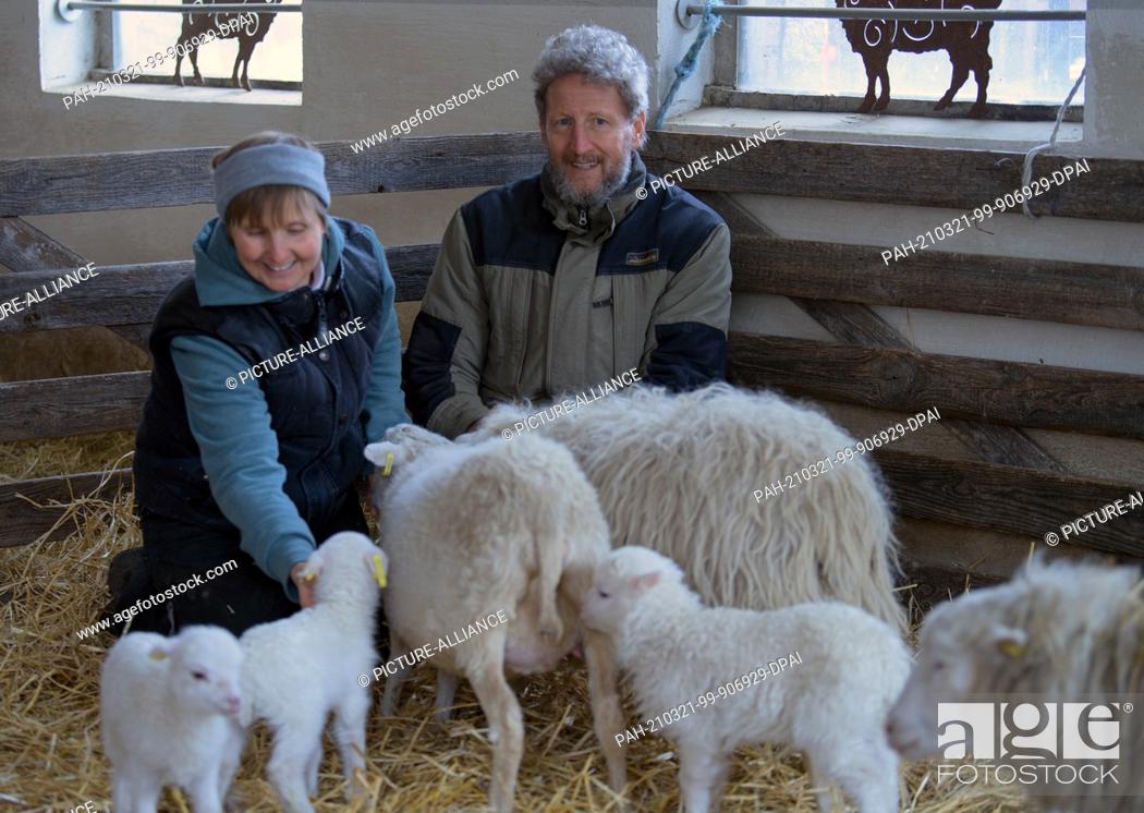 Stock Photo: 15 March 2021, Brandenburg, Roskow: Farmer Katja Behling and her husband Christoph (a trained shepherd) squat in the barn on the Skudden farm in the Roskow.
