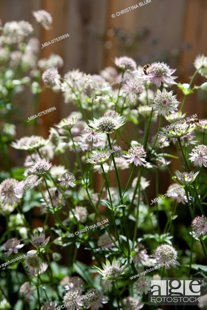 Stock Photo: Flowering astrantia, close-up.