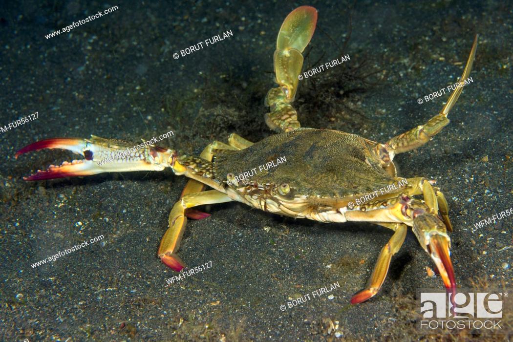 Stock Photo: Swimming Crab, Portunus pelagicus, Lembeh Strait, North Sulawesi, Indonesia.