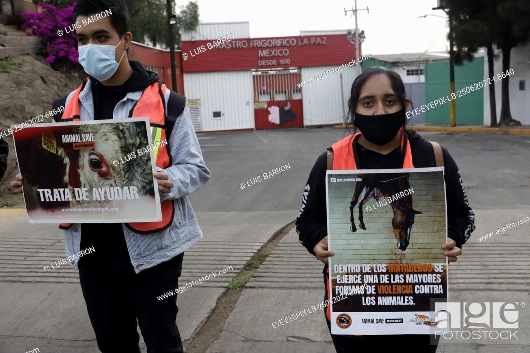 June 25, 2022, La Paz, Mexico: Activists from the organization Animal Save  Movement hold a vigil for..., Stock Photo, Picture And Rights Managed  Image. Pic. EYE-EYEPIX-LB-25062022-68640 | agefotostock