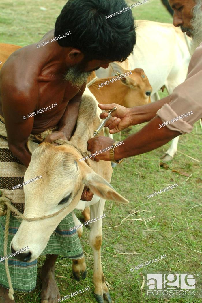 Stock Photo: A veterinary surgeon treating a calf in the flood shelter centre Gaibandha, Bangladesh July 21, 2004.