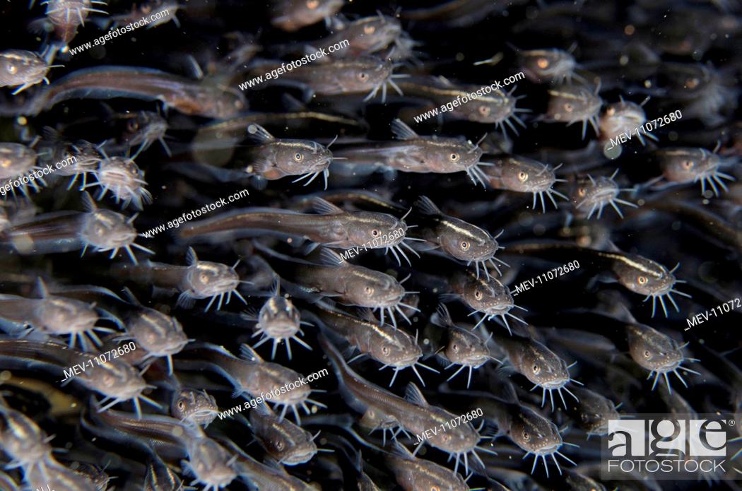 Stock Photo: School of juvenile Catfish Joleha dive site, Lembeh Straits, Sulawesi, Indonesia. School of juvenile Catfish.