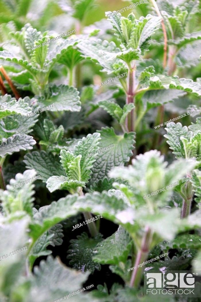 Stock Photo: Fresh mint in spring, close-up.