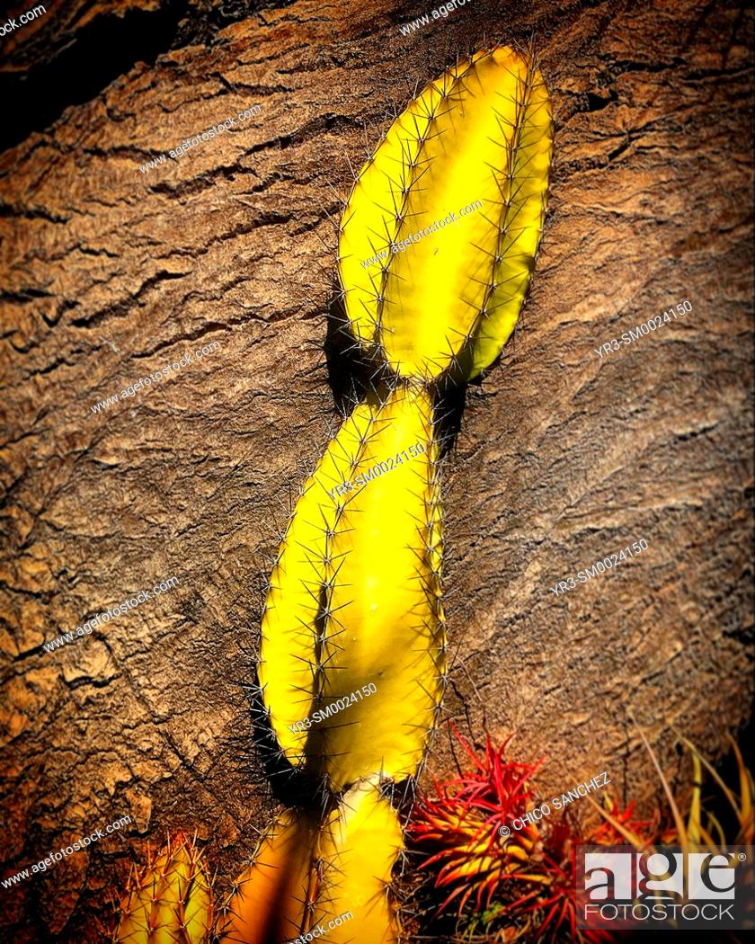 Stock Photo: A yellow cactus in the garden of the Ex-Convento of Santo Domingo in Oaxaca, Mexico.