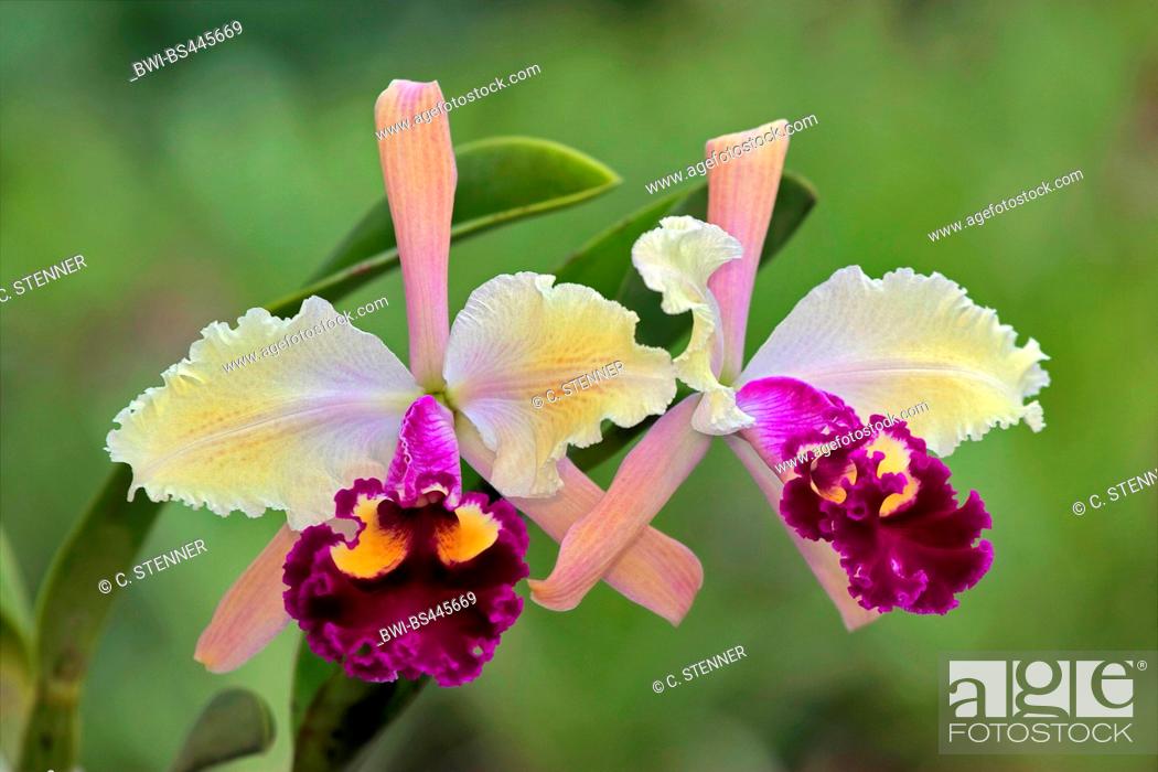 Stock Photo: cattleya orchid (Cattleya Edgard Van Belle, Cattleya 'Edgard Van Belle'), flowers of cultivar Edgard Van Belle , Germany, North Rhine-Westphalia.