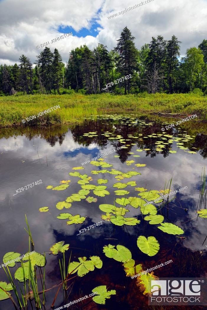 Stock Photo: Boreal tre reflections in a beaver pond, Halfway Lake Provincial Park, Ontario, Canada.