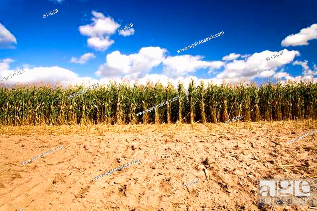 Stock Photo: Agricultural field on which the corn part doesn't grow as has been already collected.