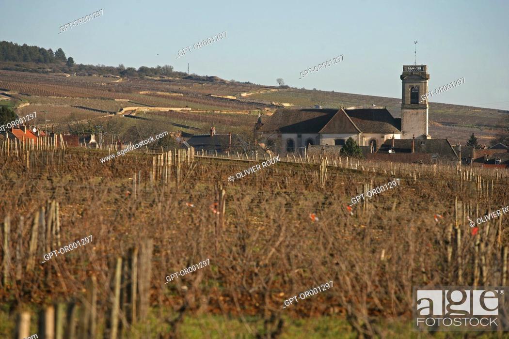 Stock Photo: VINEYARD IN FRONT OF POMMARD, (21) COTE-D'OR, BURGUNDY, FRANCE.