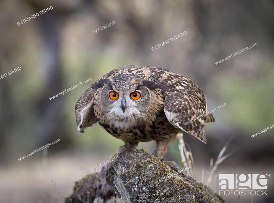 Stock Photo: Eagle Owl (Bubo bubo) Sierra Morena, Cordoba, Andalusia, Spain.