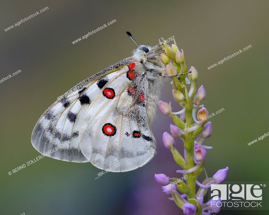 Stock Photo: Apollo Butterfly (Parnassius apollo) on a Short-spurred Fragrant Orchid (Gymnadenia odoratissima), Swabian Alb biosphere reserve, Baden-Württemberg, Germany.