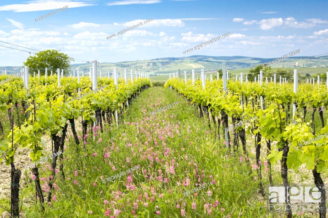 Photo de stock: floral spacing in organic vineyard near Velke Bilovice, Moravia, Czech Republic.