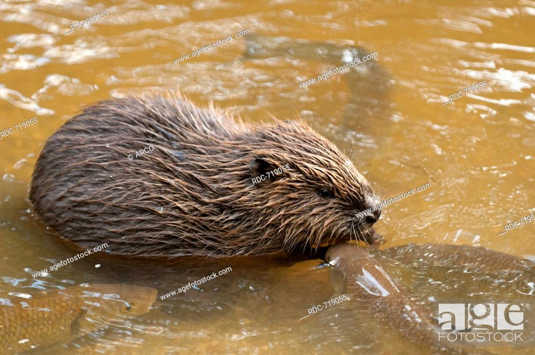 Stock Photo: European Beaver and chub, Rosenheim, Bavaria, Germany, Europe / (Castor fiber), (Squalius cephalus).