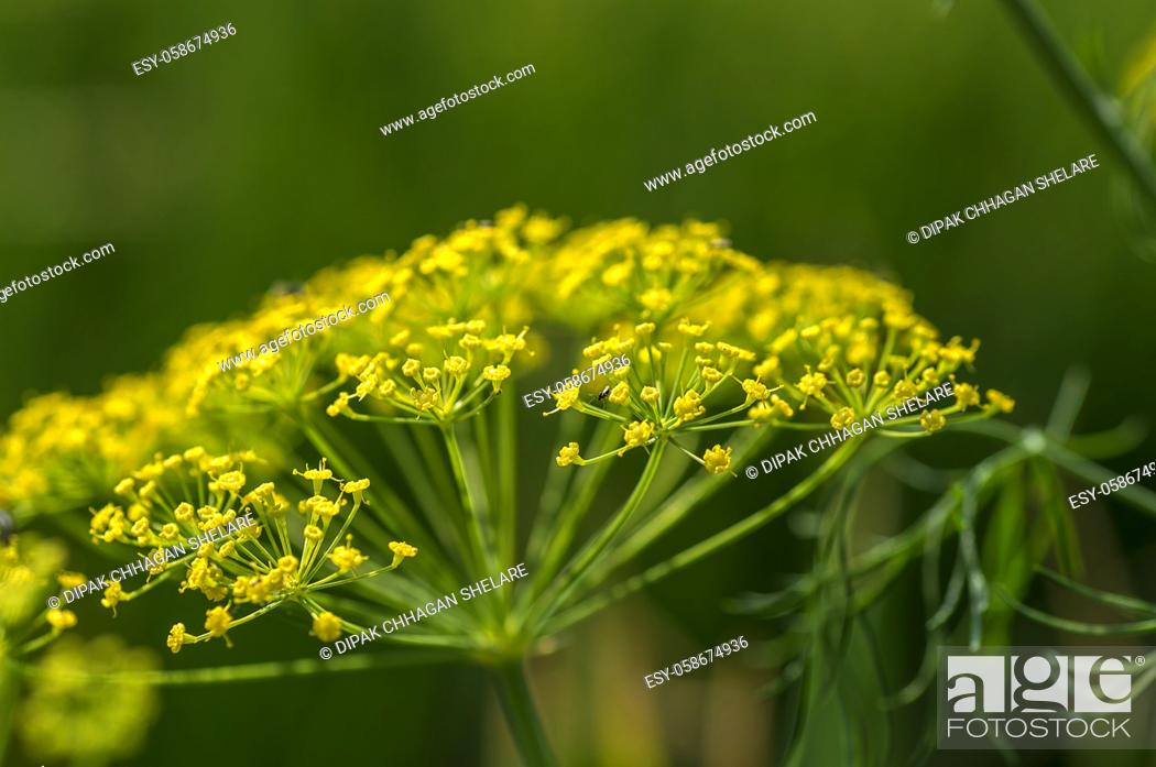 Stock Photo: Flower of green dill (Anethum graveolens) grow in agricultural field.