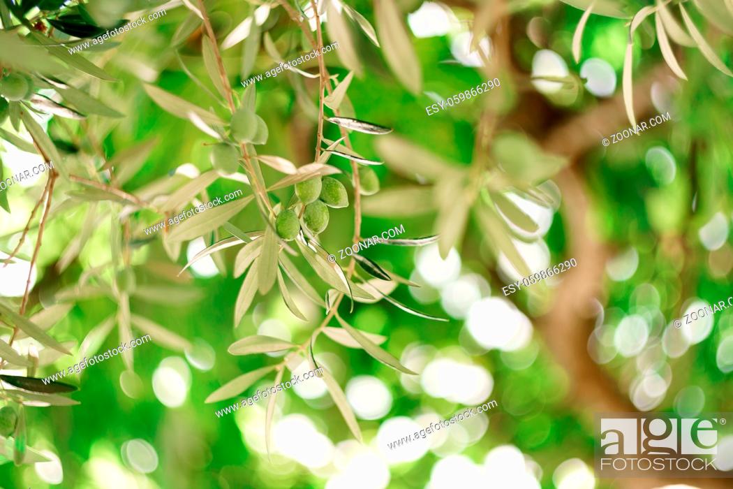 Stock Photo: A close-up of green olive fruit on the branches of the tree among the foliage. High quality photo.
