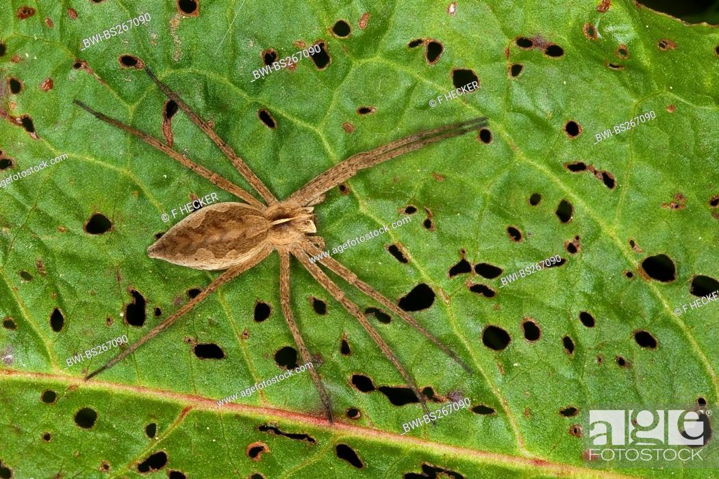 Stock Photo: nursery web spider, fantastic fishing spider Pisaura mirabilis, sitting on a leaf, Germany.