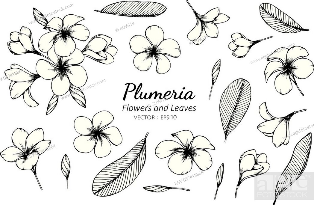 vector handdrawn plant frangipani plumeria tree bush Stock Vector Image &  Art - Alamy