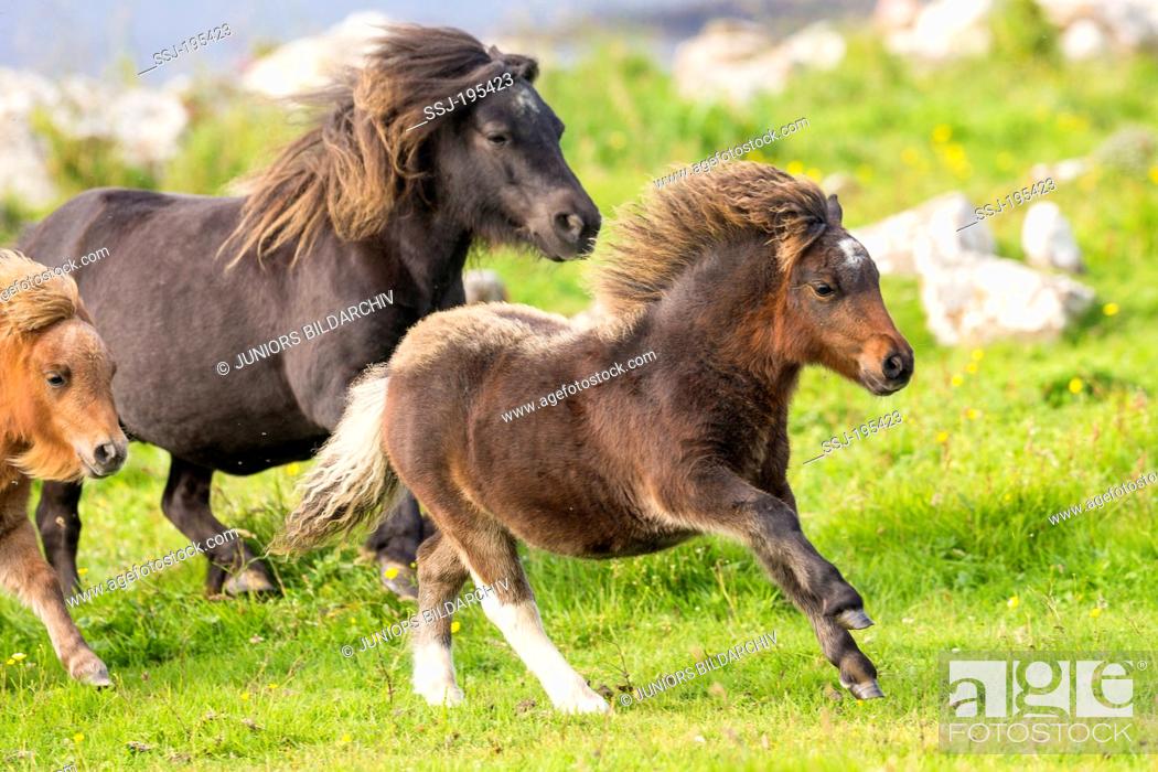 Stock Photo: Miniature Shetland Pony Mares and foals galloping on a meadow Shetlands, Unst.