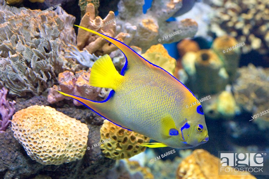 Stock Photo: Queen angelfish (Holacanthus ciliaris) is a marine fish native to tropical Atlantic Ocean.