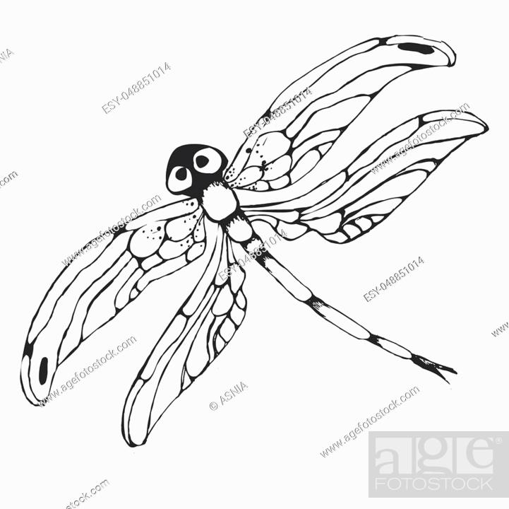 dragon-fly silhouette. Cartoon graphic hand-drawn illustration of damselfly  isolated with black and..., Stock Photo, Picture And Low Budget Royalty  Free Image. Pic. ESY-048851014 | agefotostock