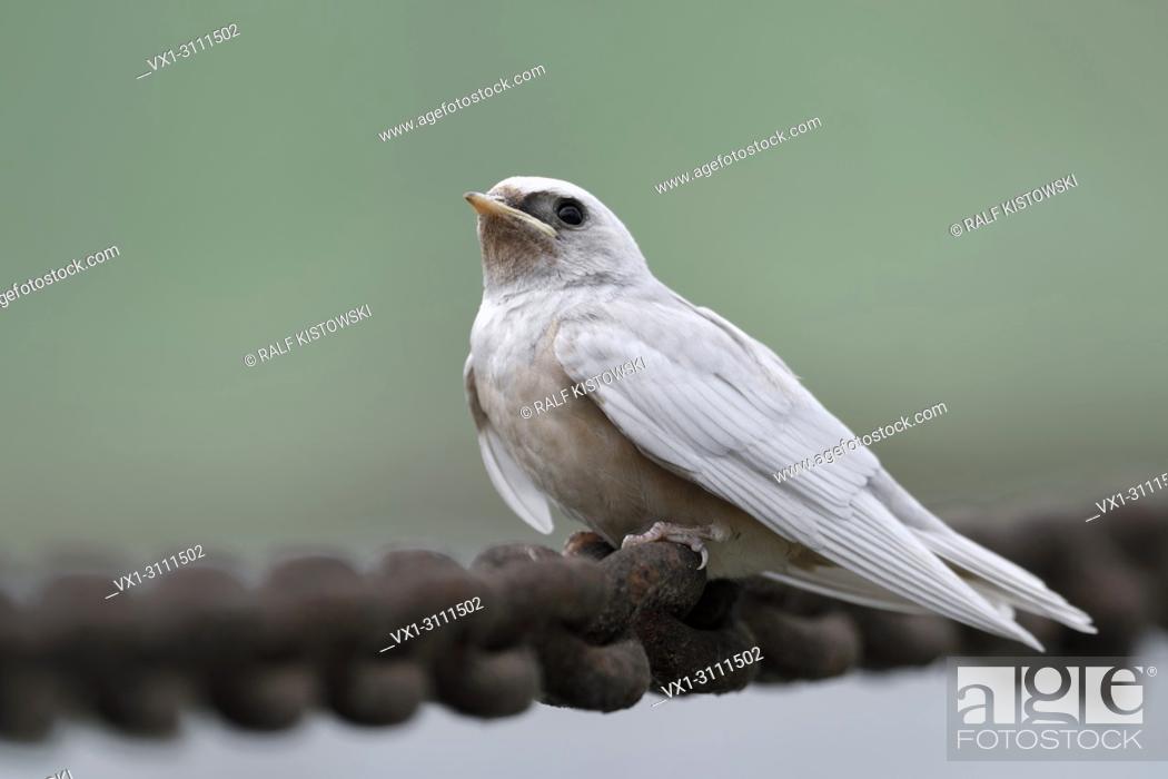 Stock Photo: Barn Swallow / Rauchschwalbe ( Hirundo rustica ), just fledged, gene mutation, white plumage, leucistic, leucism, perched on a massive chain, side view.